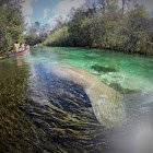 West Indian Manatee