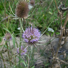 Wild Teasel