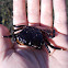 NZ black finger crab