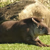 Anta (Tapir)