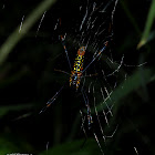 Golden Orb Weaver Spider