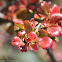 Fuchsia Flowered Gooseberry