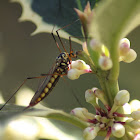 Tiger Crane Fly