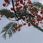 Gulmohar , flame of the forest