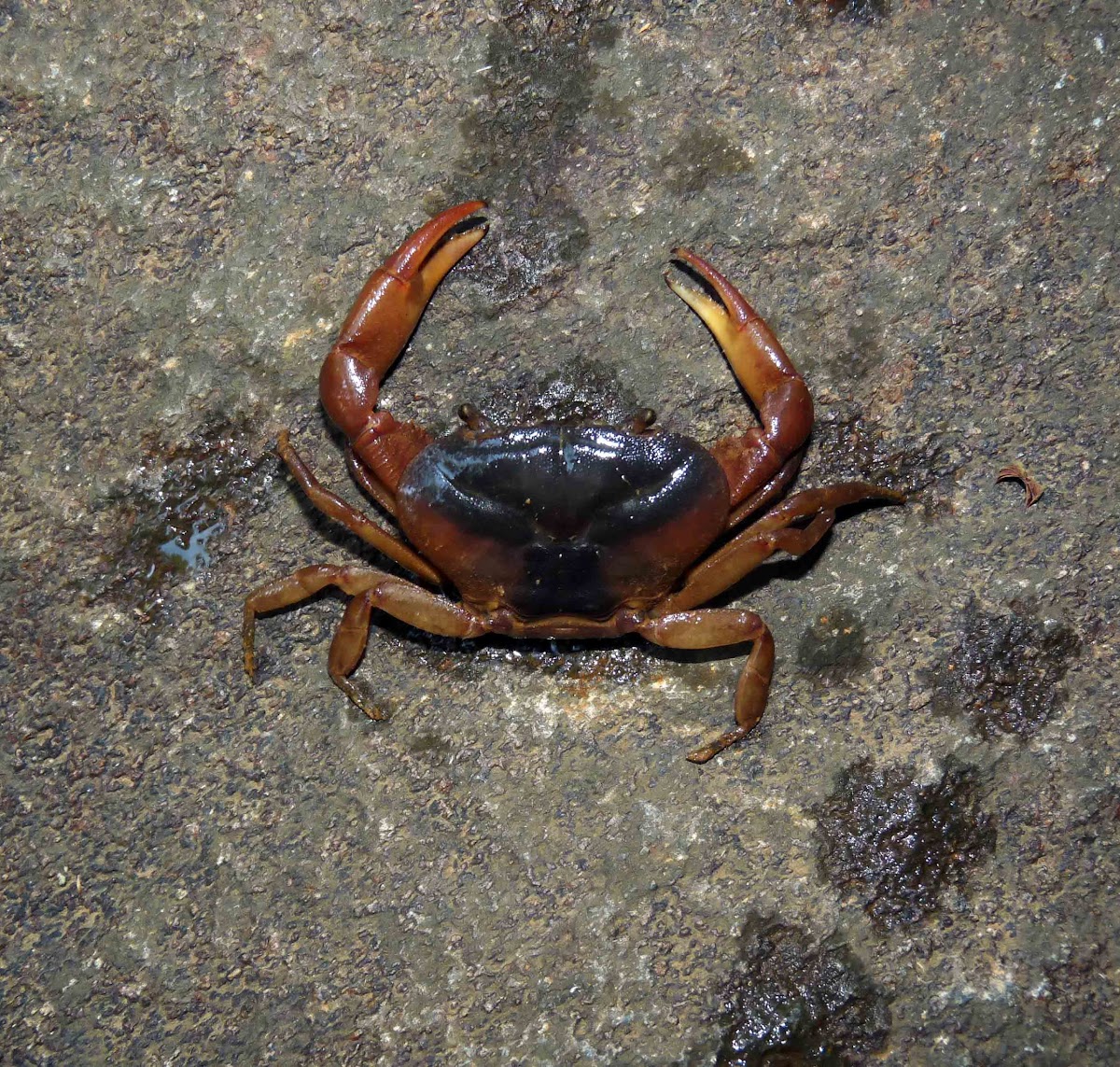 River Crab - Cangrejo de Río