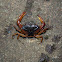 River Crab - Cangrejo de Río