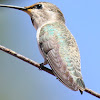 Anna's Hummingbird (female)