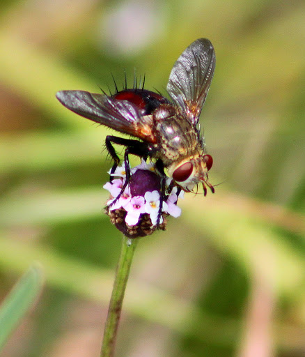 Bee-like Tachinid Fly
