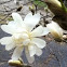 Star Magnolia 