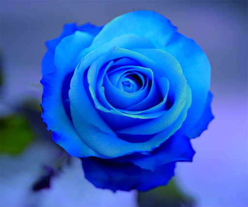 Blue Rose Live Wallpaper