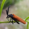 Long nosed lycid beetle