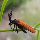 Long nosed lycid beetle