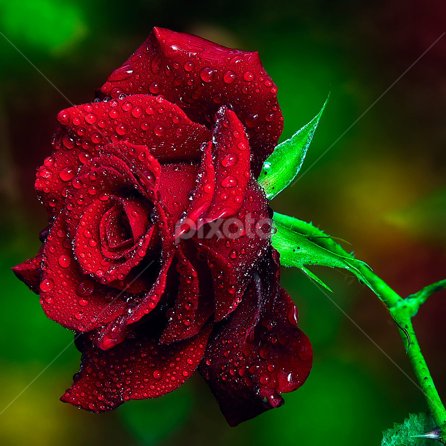 Red Rose by TEDDY ZUSMA - Flowers Single Flower ( red, single, color, nature, ros, water, colorful, flower )