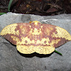 Imperial Moth (male)