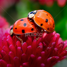 Ladybirds mating by Nizam Akanjee - Animals Insects & Spiders