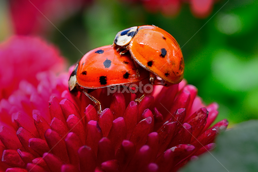 Ladybirds mating by Nizam Akanjee - Animals Insects & Spiders ( reproduce, ladybirds, female from behind, lady bird, sexually, male grips, ladybugs )