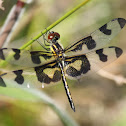 Banded Pennant