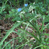 Spiderwort, Blue-jacket