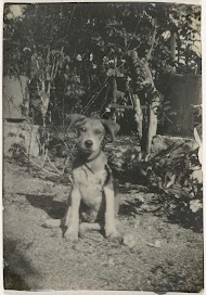 Waakhond Tommy op plantage Accaribo