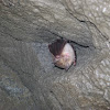 The Mediterranean Horseshoe Bat