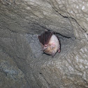 The Mediterranean Horseshoe Bat