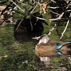 Wood duck (male in eclipse)