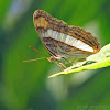 Spot-celled Sister Butterfly