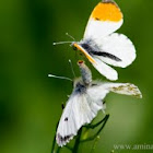 Great Orange Tip