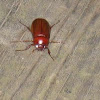 June bug, May Beetle