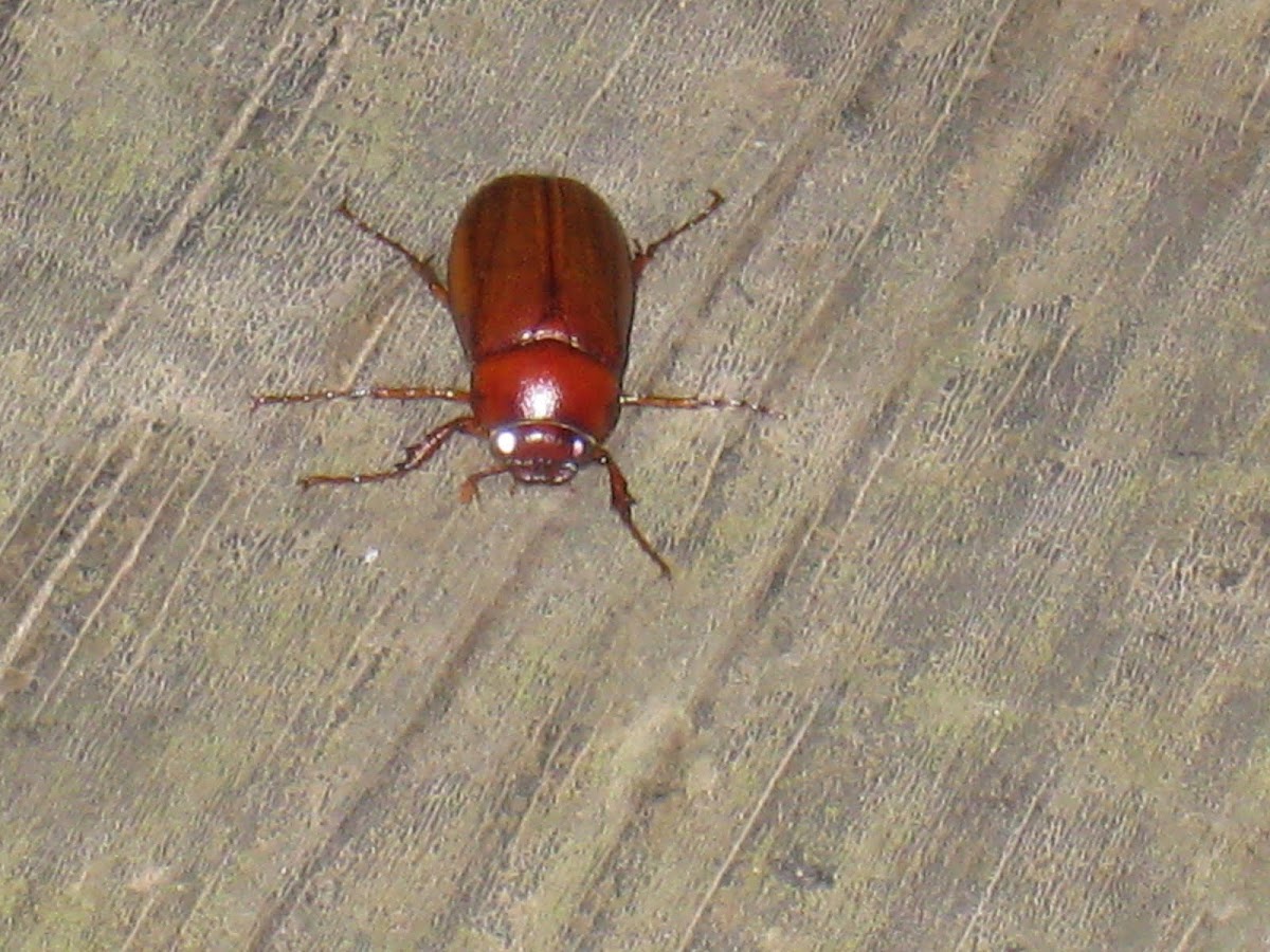 june-bug-may-beetle-project-noah