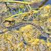 Florida banded water snake