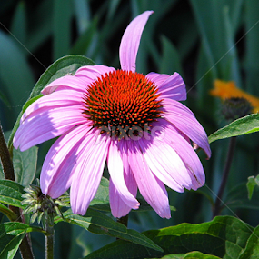 Pink Flower  by Lorie  Carpenter  - Uncategorized All Uncategorized