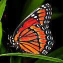 Viceroy butterfly