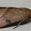Wedgling Moth