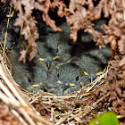 Blue-gray gnatcatchers