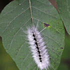 Hickory Tussock Moth Catapillar