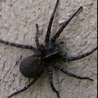 Wolf Spider