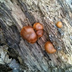 Brown topped mushrooms
