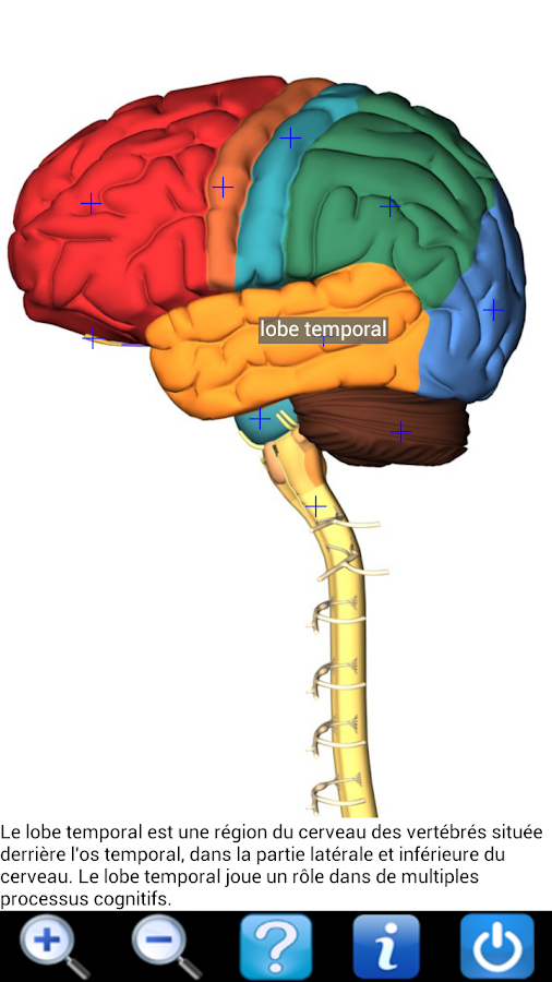 Visual Anatomy (payant +free) NupV1r5CCMg16kRifhkr_WO_gjinn7uvjSTPn_l4gCyV9DBQdspvBpGacDQQGt5B6A=h900