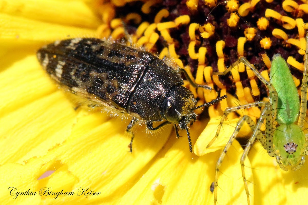 Spotted Flower Buprestid