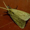 Slender Tussock moth