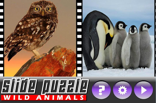 免費下載休閒APP|Slide Puzzle Wild Animals app開箱文|APP開箱王