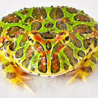 Pacman frog