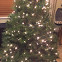 Douglas Fir/"Christmas Tree"/Oregon Pine/Douglas Spruce