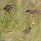 Scaly-breasted Munia