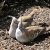 Crested Pigeons (mated pair)