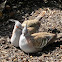 Crested Pigeons (mated pair)