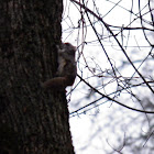 Southern Flying Squirrel