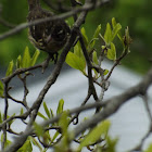 Female Rose Breasted Grosbeak