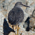 Wandering Tattler